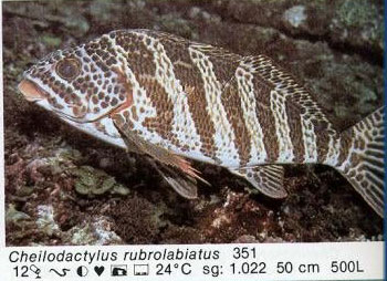 Cheilodactylus rubrolabiatus